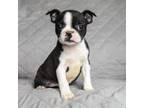 Boston Terrier Puppy for sale in Bear, DE, USA