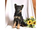 German Shepherd Dog Puppy for sale in Bear, DE, USA