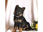 German Shepherd Dog Puppy for sale in Hurlock, MD, USA