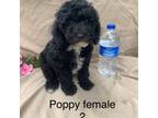 Poodle (Toy) Puppy for sale in Damascus, AR, USA