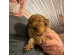 Golden Retriever Puppy for sale in Centralia, KS, USA