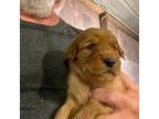 Golden Retriever Puppy for sale in Centralia, KS, USA