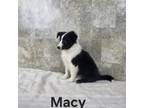 Shetland Sheepdog Puppy for sale in Erie, IL, USA