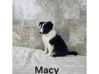 Macy