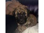 Goldendoodle Puppy for sale in Waldorf, MD, USA