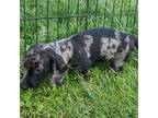 Dachshund Puppy for sale in Roseville, IL, USA