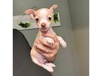 Chihuahua Puppy for sale in Philadelphia, PA, USA