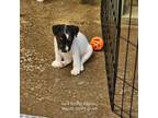 Parson Russell Terrier Puppy for sale in Palestine, TX, USA