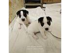 Parson Russell Terrier Puppy for sale in Palestine, TX, USA