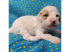 Mutt Puppy for sale in Fremont, OH, USA