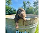 Dachshund Puppy for sale in Bonne Terre, MO, USA