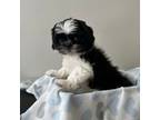 Shih Tzu Puppy for sale in Saunderstown, RI, USA