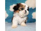 Shih Tzu Puppy for sale in Asheville, NC, USA