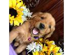 Golden Retriever Puppy for sale in Porterville, CA, USA