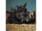 Adopt Calia a Domestic Short Hair