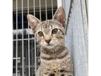 Adopt Sesame a Domestic Short Hair