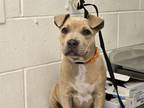 Adopt MARIGOLD a Pit Bull Terrier