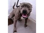 Adopt MISSY a Pit Bull Terrier