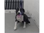 Adopt FIONA a Pit Bull Terrier, Mixed Breed