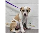 Adopt MADELINE a Pit Bull Terrier