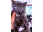 Adopt MELISSA a Domestic Short Hair