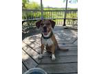 Adopt Mellie a Mixed Breed