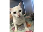 Adopt 18824-Crystal-Petsense a Domestic Short Hair