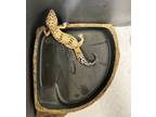 Adopt Leopard Gecko a Gecko