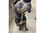 Adopt 18826 a Pit Bull Terrier