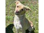 Adopt Boxadora a Mixed Breed