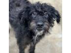 Adopt Patches a Terrier
