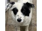 Adopt Kelly a Collie
