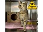 Adopt Zootopia- Working Cat a Domestic Short Hair