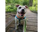 Adopt Bossy a Pit Bull Terrier