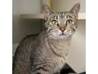 Adopt Tax Collector a Domestic Short Hair