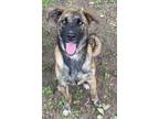 Adopt Pumpkin a Shepherd, Mixed Breed