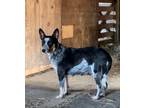 Adopt Rhaegan a Australian Cattle Dog / Blue Heeler