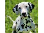 Adopt Riley a Dalmatian