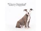 Adopt Mary Puppins a Pit Bull Terrier