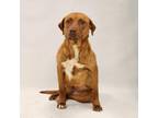 Adopt Dottie a Retriever