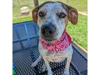 Adopt Bailey Zimmerman a Mixed Breed