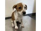 Adopt Lainey Wilson a Mixed Breed