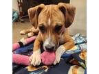 Adopt Serleena (Available - in foster home) a Mixed Breed