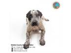 Adopt BEANS a Bluetick Coonhound, Mixed Breed