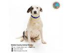 Adopt NELLIE a Beagle, Mixed Breed