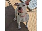 Adopt Frostie a Pit Bull Terrier