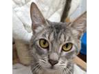 Adopt Magpie a Domestic Short Hair