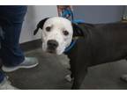 Adopt Daisy a Pit Bull Terrier