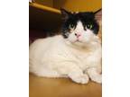 Adopt Katara a Domestic Short Hair