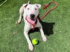 Adopt SHASTA a Bull Terrier, Pit Bull Terrier